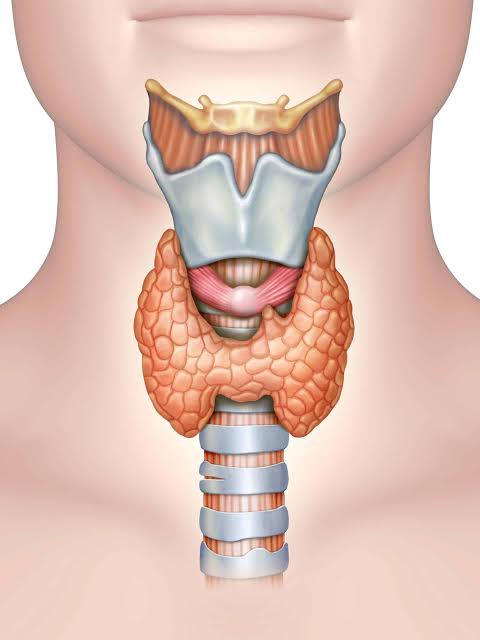 "A diagram of the thyroid gland showing its butterfly shape, with two lobes connected by an isthmus, located in the neck below the Adam's apple."